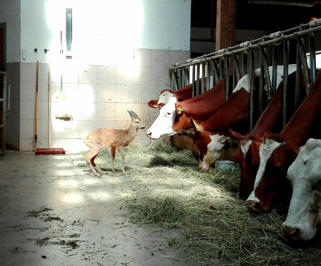 Lue De Terza Apartman San Vigilio Di Marebbe Kültér fotó